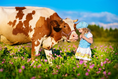 Dairy Product Standards - Child with Cow